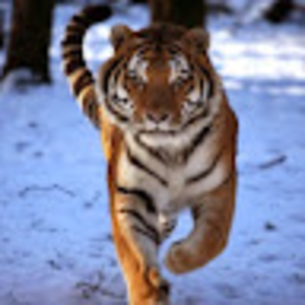 Meet your Posher, JJ